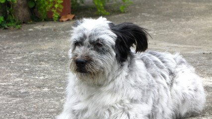 Close up shot of a cute Terrier dog on ground