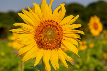 Fototapeta premium Close up shot of bee and sunflower
