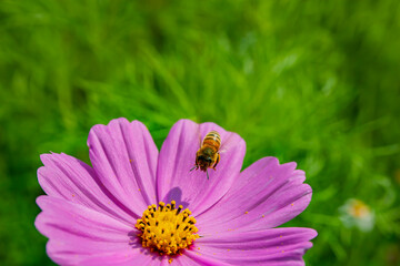 Obraz premium Close up shot of bee and garden cosmos