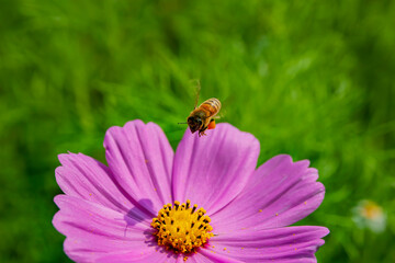 Close up shot of bee and garden cosmos