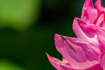 Close up shot of Narrow-winged damselflies on a lotus flower