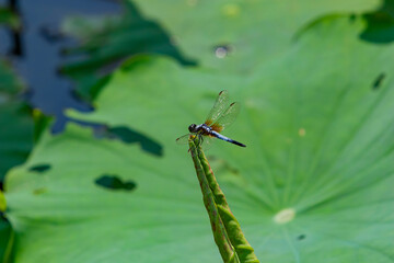 Close up shot of Blue Dasher dragonfly on a lotus leaf