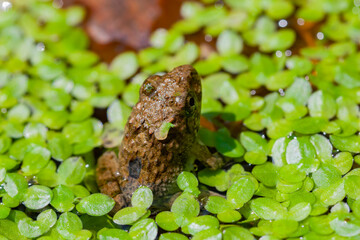 Close up shot of a toad in a pond