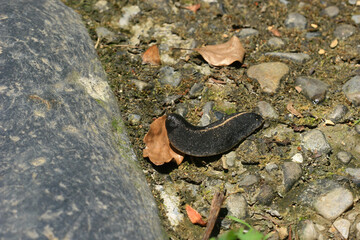 Close up shot of Tropical leatherleaf on ground