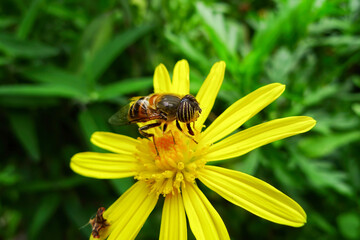 Close up shot of a Eristalinus taeniops on a flower