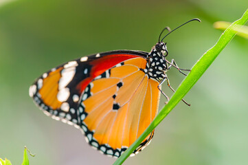 Fototapeta na wymiar Close up shot of Danaus chrysippus butterfly