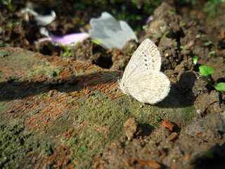 Close up shot of a Tiny grass blue