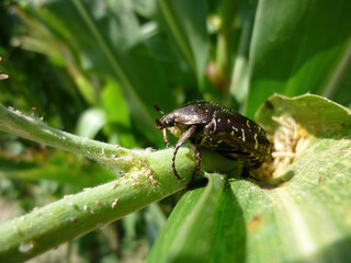 Close up shot of Cetonia aurata beetle