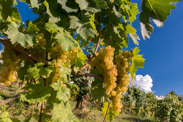 golden bunches of muscat grapes in a vineyard in the langhe, piedmont, italy, europe, on blue sky