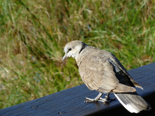 Close up shot of pigeon