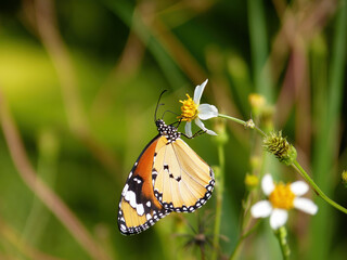 Close up shot of Danaus chrysippus butterfly