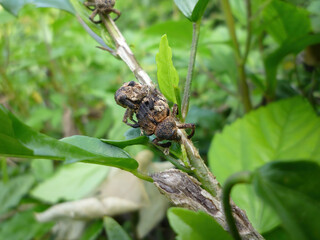 Close up shot of two Cryptorhynchus lapathi mating on a plant