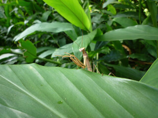 Close up shot of a Tenodera aridifolia on a leaf
