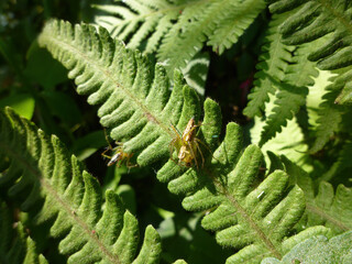 Close up shot of a Striped lynx spider on a fern