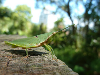 Close up shot of the grasshopper