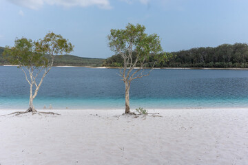 White sand beaches with trees on Fraser Island, Australia