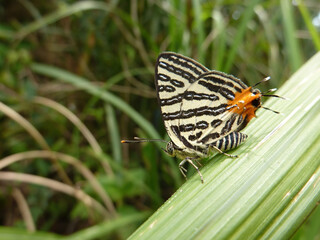 Obraz premium Close up shot of a Cigaritis on a leaf