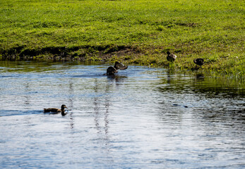 cozy cityscapes in the park near the river