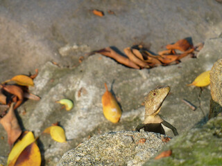 Close up shot of a cute Lizard
