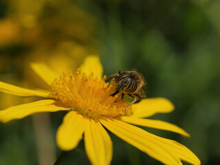 Close up shot of a Eristalinus taeniops on a flower
