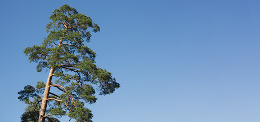Top of a pine tree with right copy space, natural background