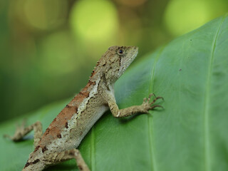 Close up shot of a cute Swinhoe's japalura on the leaf