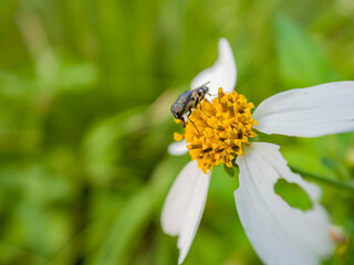 Fototapeta premium Close up shot of a fly on a flower