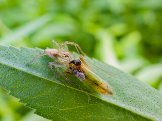 Close up shot of a Striped lynx spider eating insect