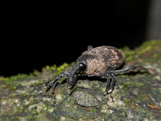 Close up shot of little cute Weevil