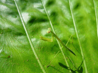 Close up shot of a Tenodera aridifolia on a leaf