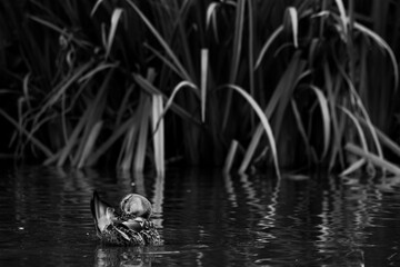 Duck cleaning himself green aqua plant  tropical