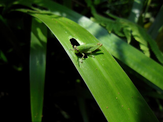 Close up shot of grasshopper on a leaf