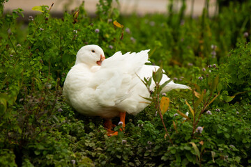 White duck cleaning himself leaf plant green