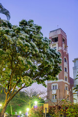 Night view of the Chionanthus retusus blossom in NTU