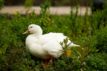Obraz premium White duck cleaning himself leaf plant green