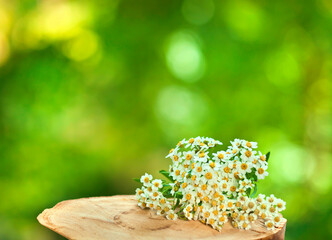 Wooden stump with achillea salicifolia flowers on a green sunny bokeh background. Copy space.