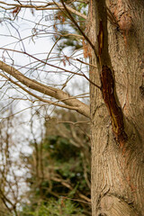 Close up shot of a tree trunk