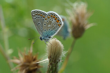 Nahansicht eines Schmetterlings - Bl&auml;uling