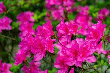 Naklejka premium Close up shot of the beautiful Azalea blossom