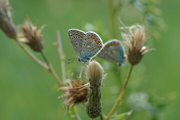 Nahansicht eines Schmetterlings - Bl&auml;uling