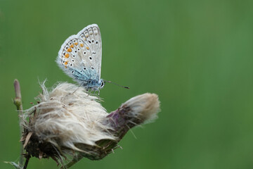Nahansicht eines Schmetterlings - Bläuling
