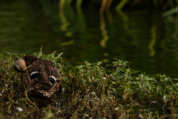 Duck cleaning himself green aqua plant  tropical