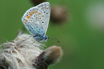 Fototapeta na wymiar Nahansicht eines Schmetterlings - Bläuling