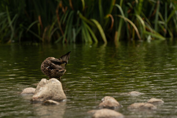 Duck cleaning himself green aqua plant  tropical