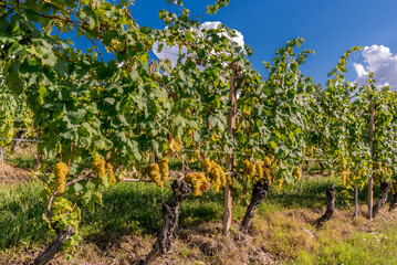 Fototapeta na wymiar golden bunches of muscat grapes in a vineyard in the langhe, piedmont, italy, europe, on blue sky