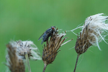Nahansicht einer grauen Fleischfliege