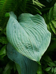 Close up of a large glaucous hosta leaf