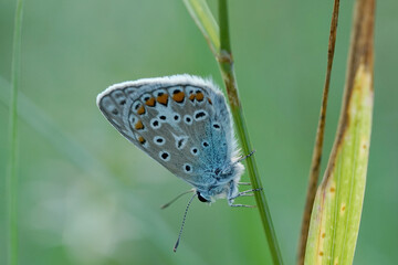 Nahansicht eines Schmetterlings - Bläuling