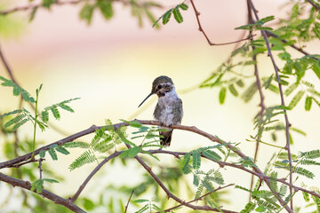 Close up shot of a cute hummingbird resting on a tree brunch