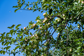 paradise apples in the garden near the monastery on the pilgrim island